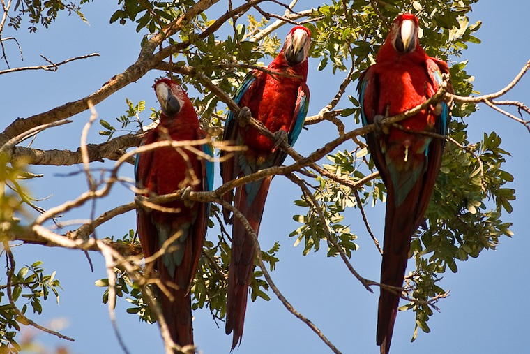 01.11.2018 pantanal davidregojr