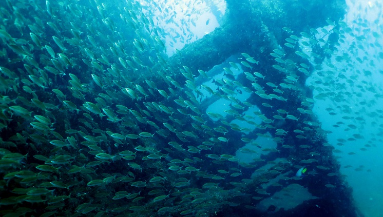 Fauna marinha no naufrágio Bellucia. Foto: Atlantes Guarapari/ES 