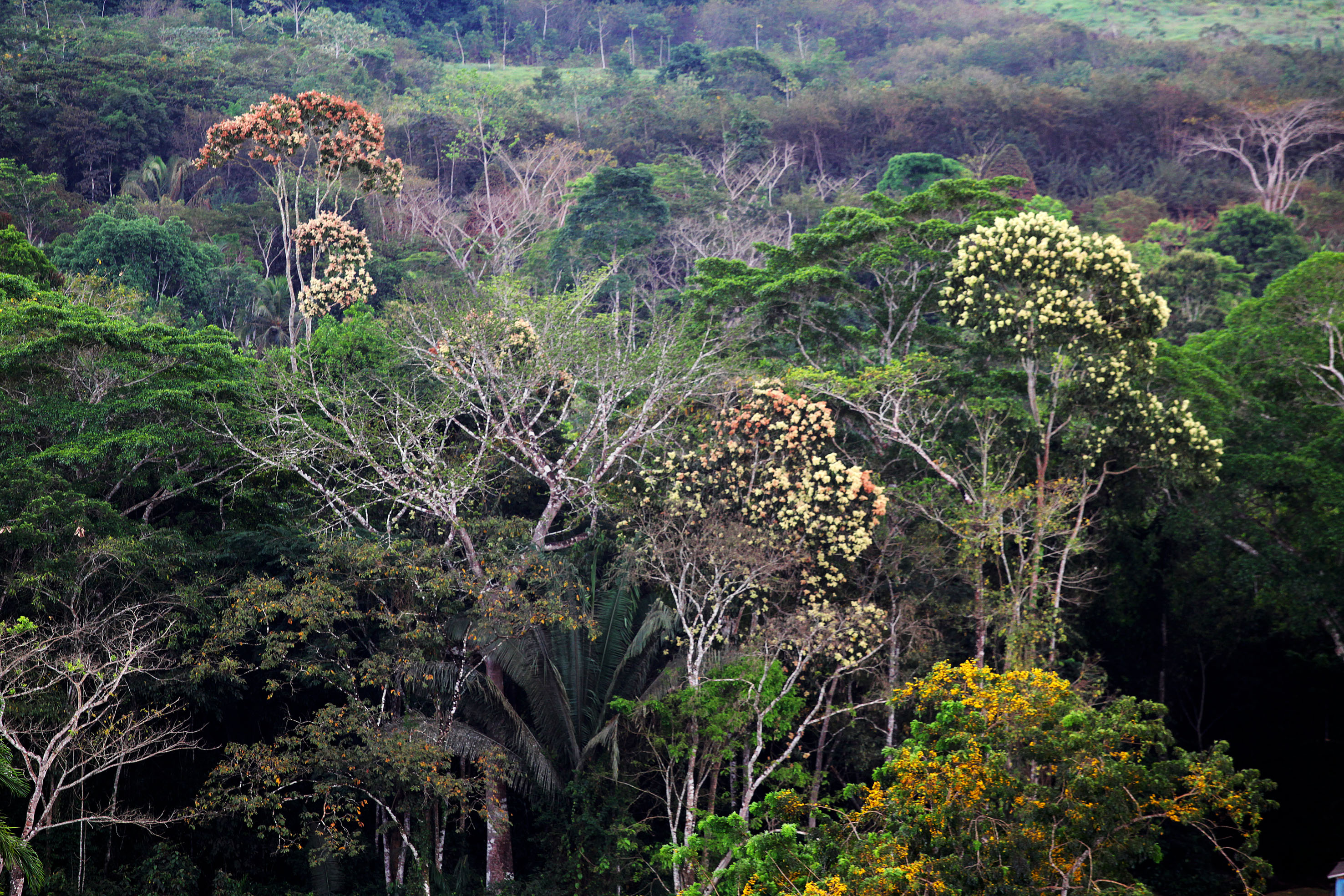 Dia da Amazônia