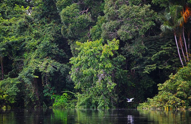 PARQUE MANAUS