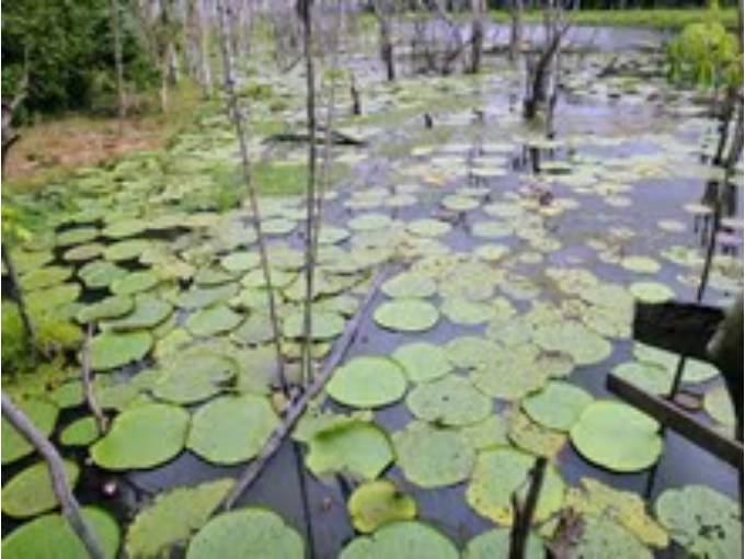 Vitória Régia - Parque Nacional
